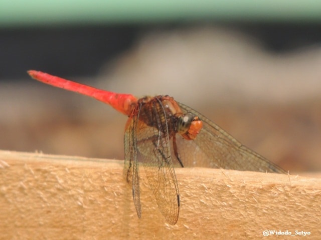 Capung sambar merah – Crimson Darter