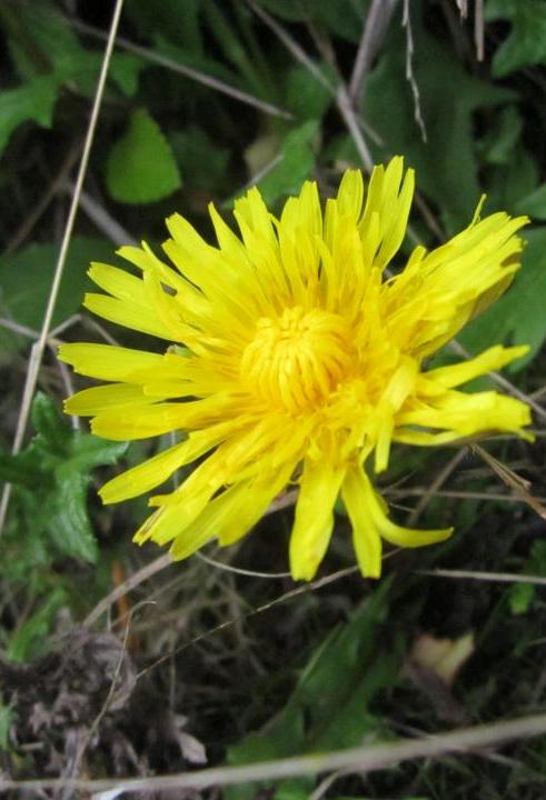 Dendolium – Bunga Jombang