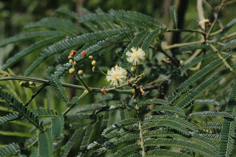Lamtoro