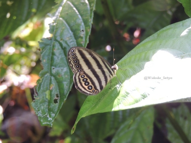 Striped Ringlet