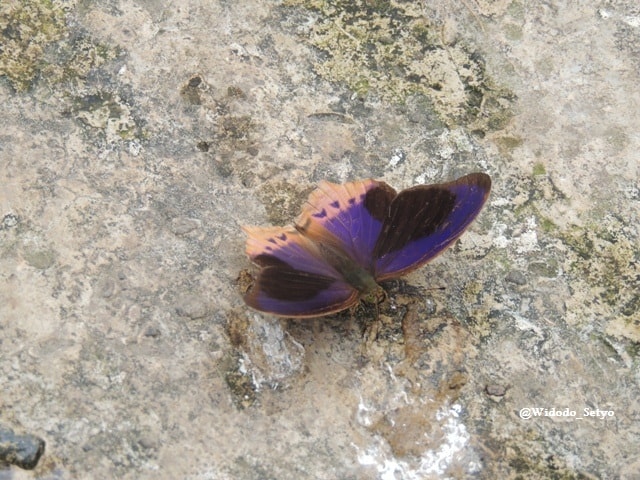 Terinos Clarissa (Male)