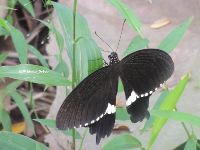 Common Mormon