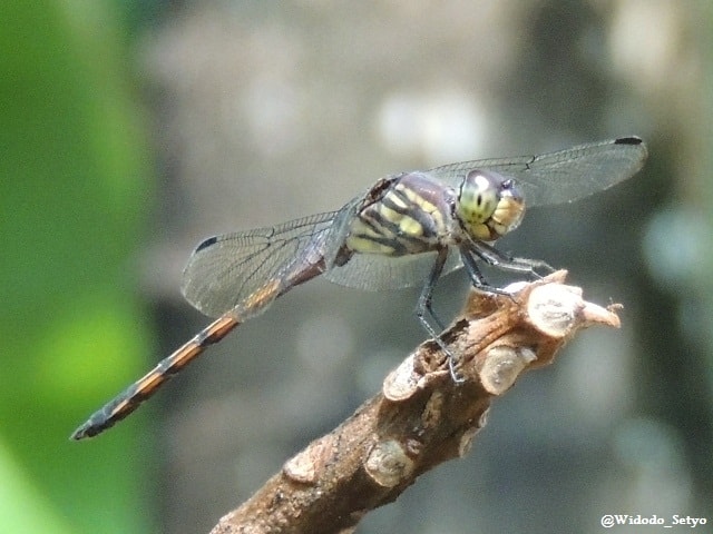 Yellow-tailed Ashy Skimmer