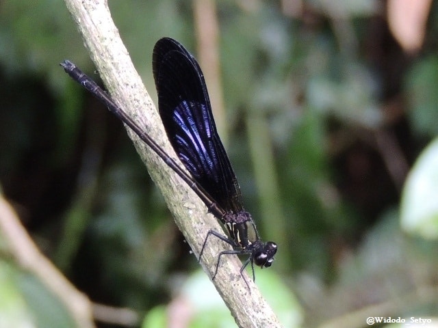 Euphaea variegata
