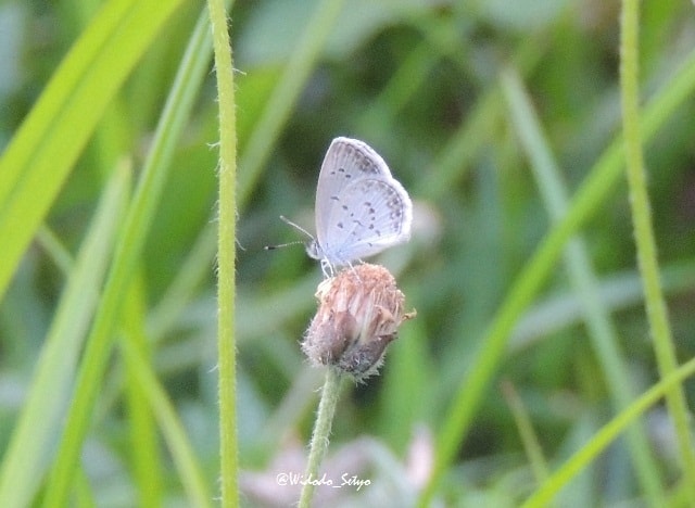 Lesser Grass Blue