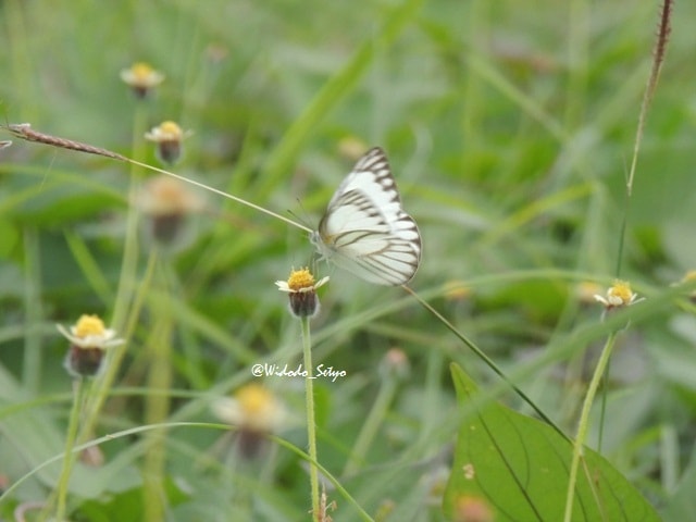 Striped Albatross