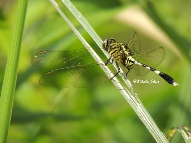 Orthetrum Sabina