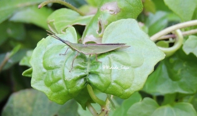 Belalang Atractomorpha crenulata