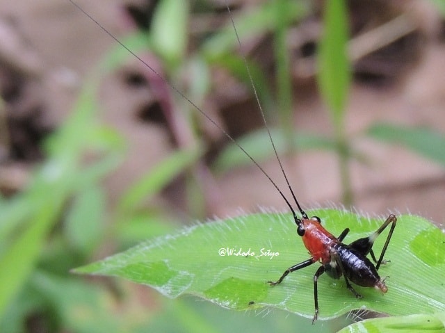 Conocephalus melanus