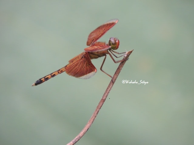 Red Percher