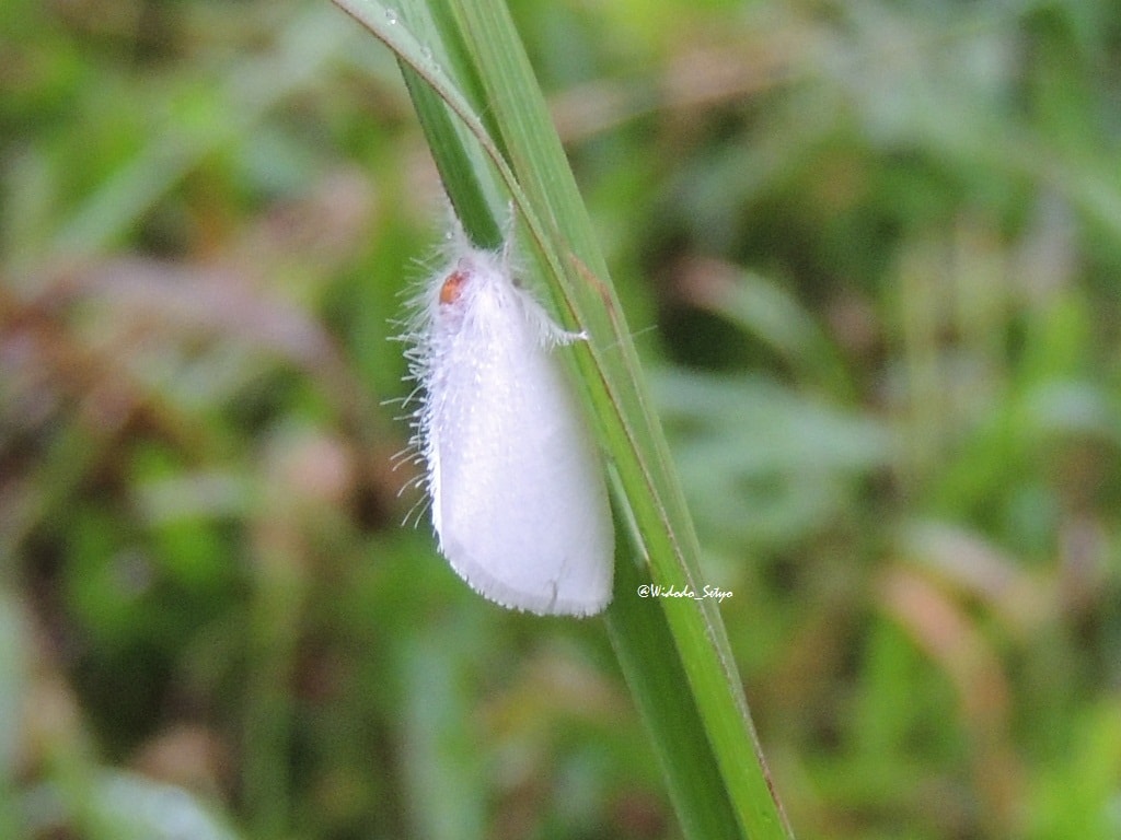 Euproctis virguncula