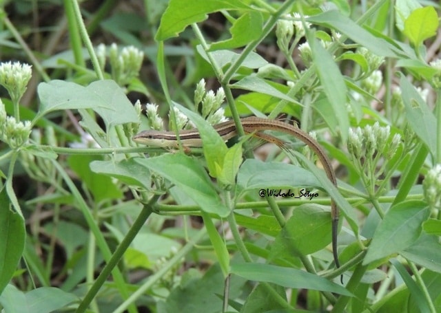 Kadal Rumput