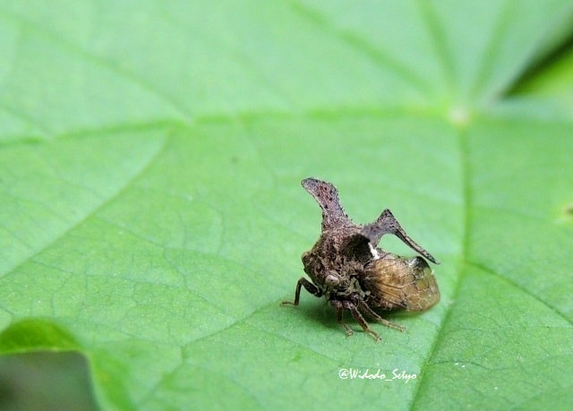 Leptocentrus Taurus