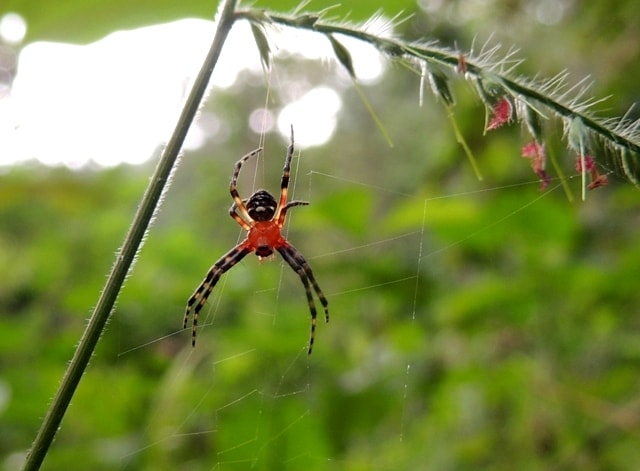 spotted orbweaver atau redfemured  spotted orbweaver