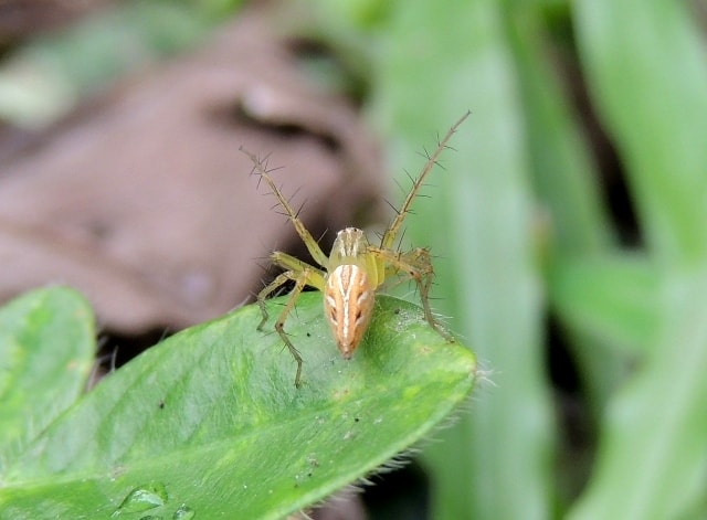 striped lynx spider (Female)