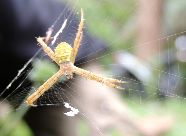 St. Andrew’s Cross Spider