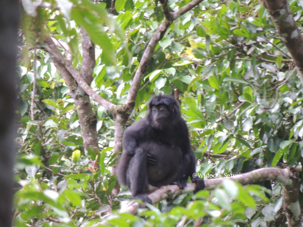 Lutung Budeng