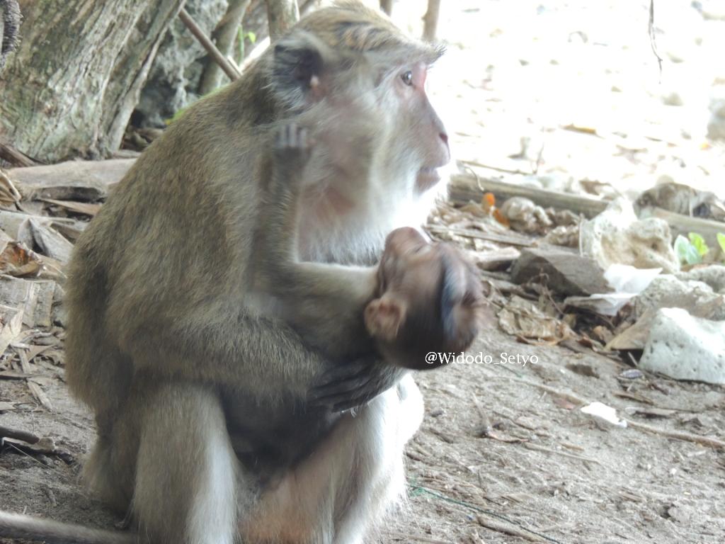Munyuk