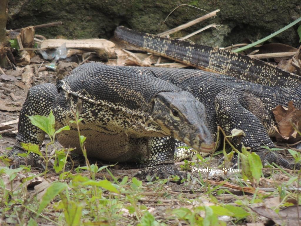 Biawak