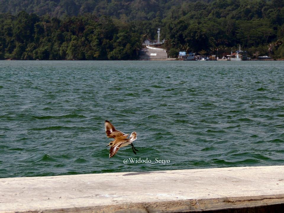 Javan Plover