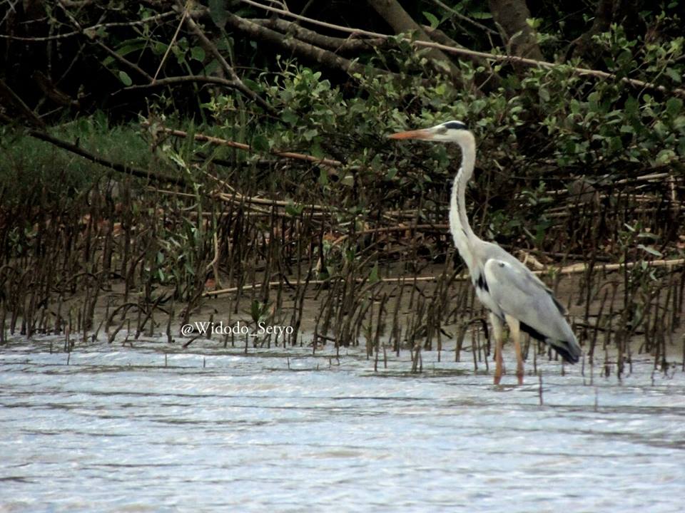 Cangak abu