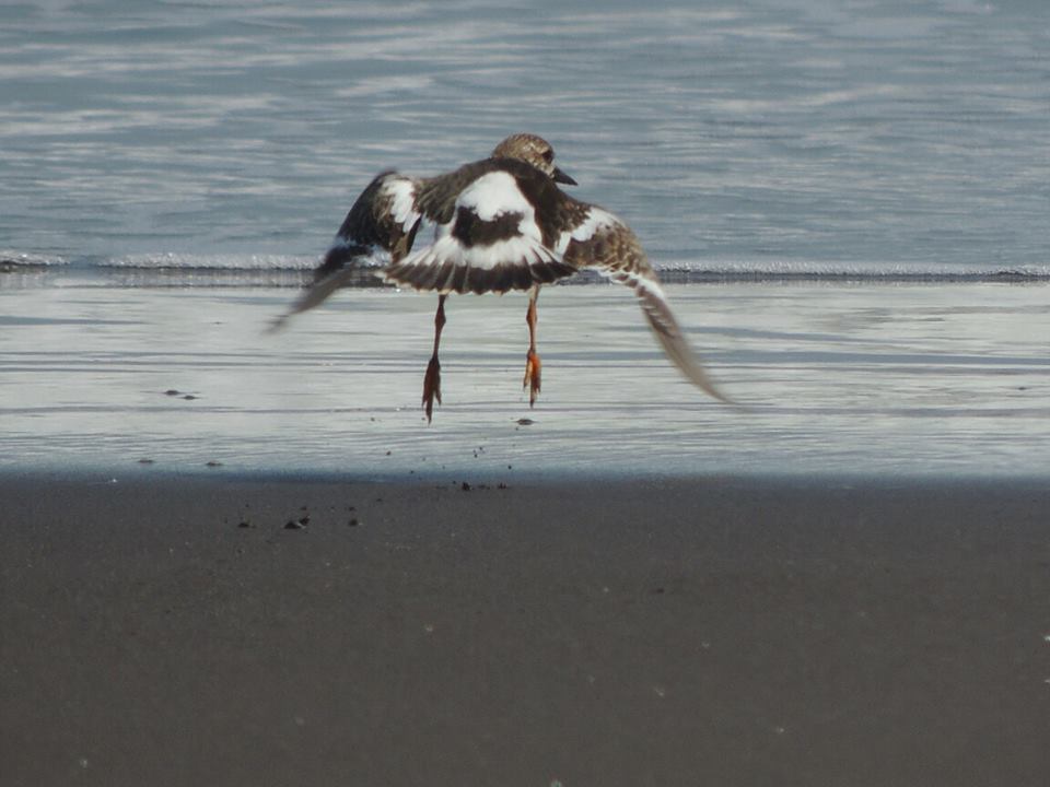 Rudy Turnstone