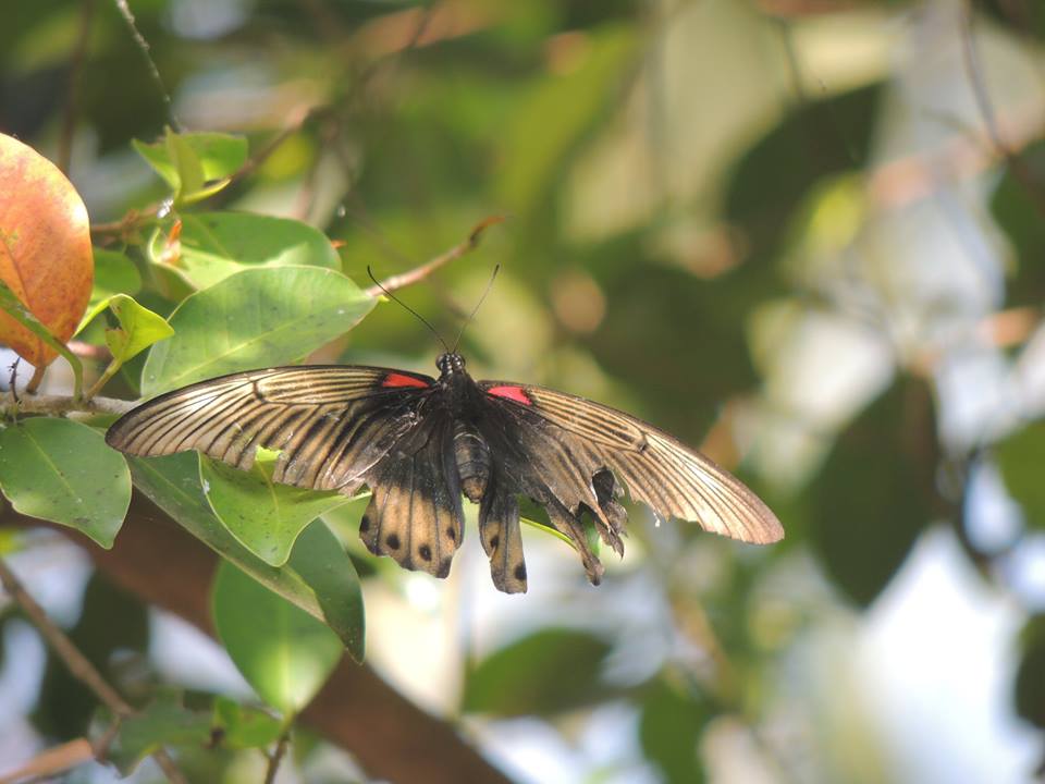 P. memnon (Female)
