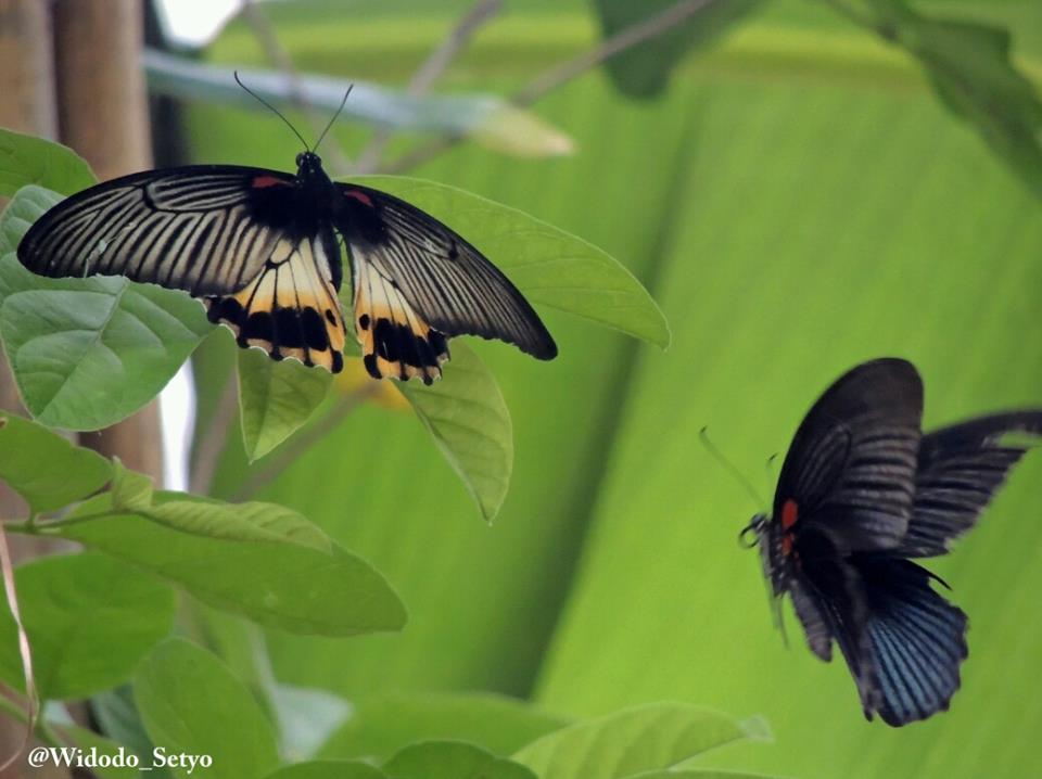 P. memnon male-female