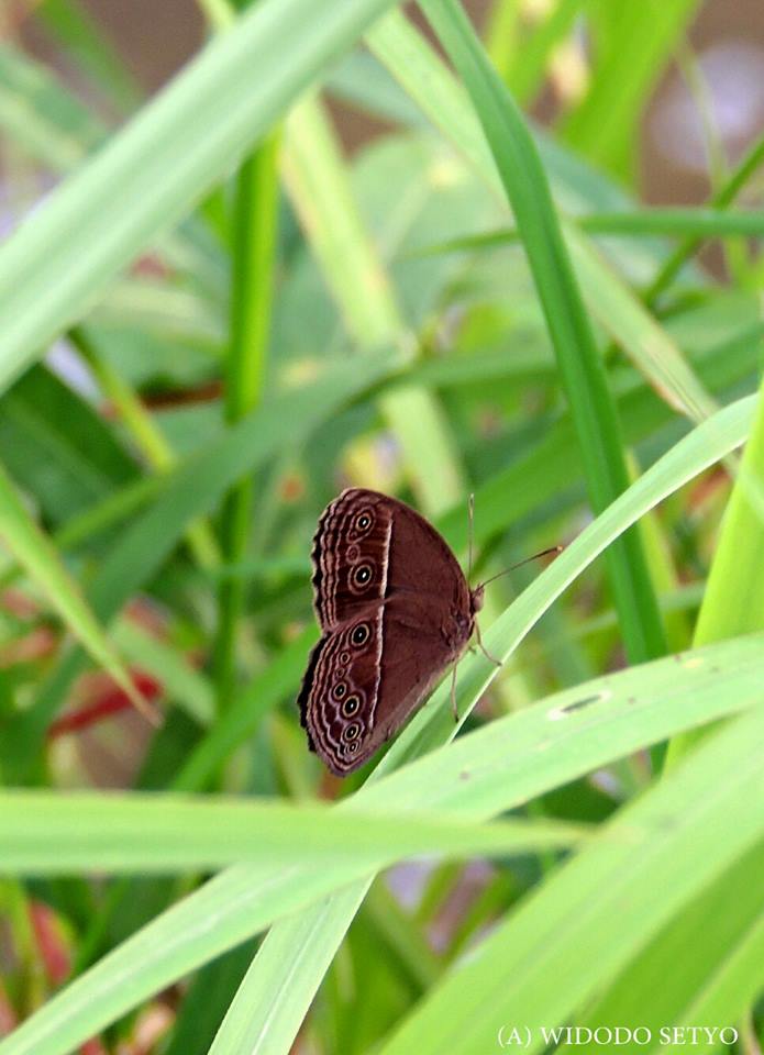 Mycalesis perseus perseus