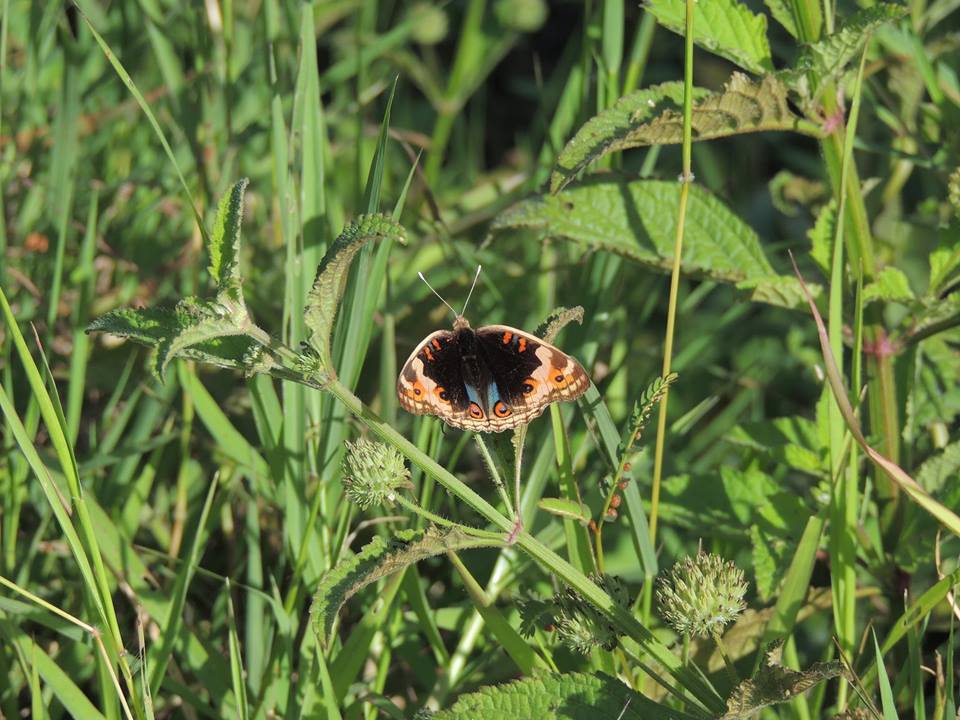 J. Orythia (male)