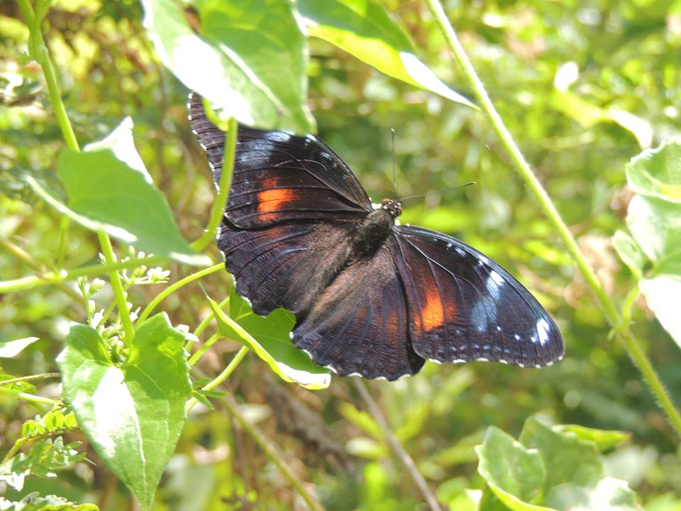 H. bolina (female)