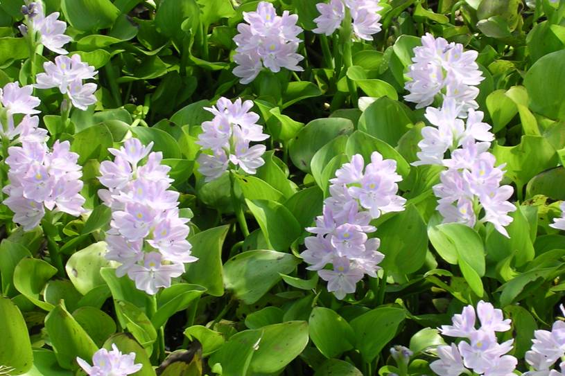 Eceng Gondok: Gulma penangkap polutan logam berat