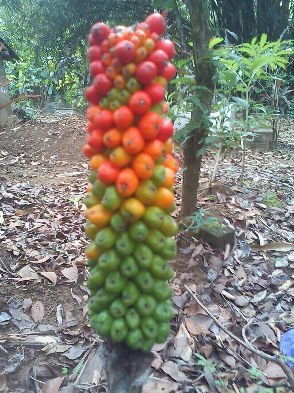 Kembang Bangkai, Acung