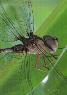 G. subbinterupta