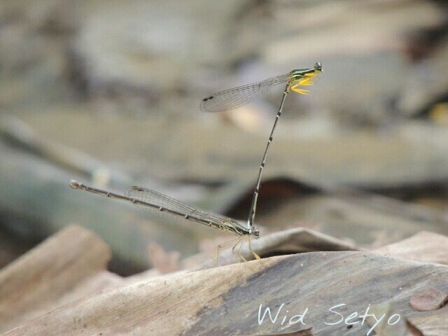 Mating (Capung hantu kaki kuning)