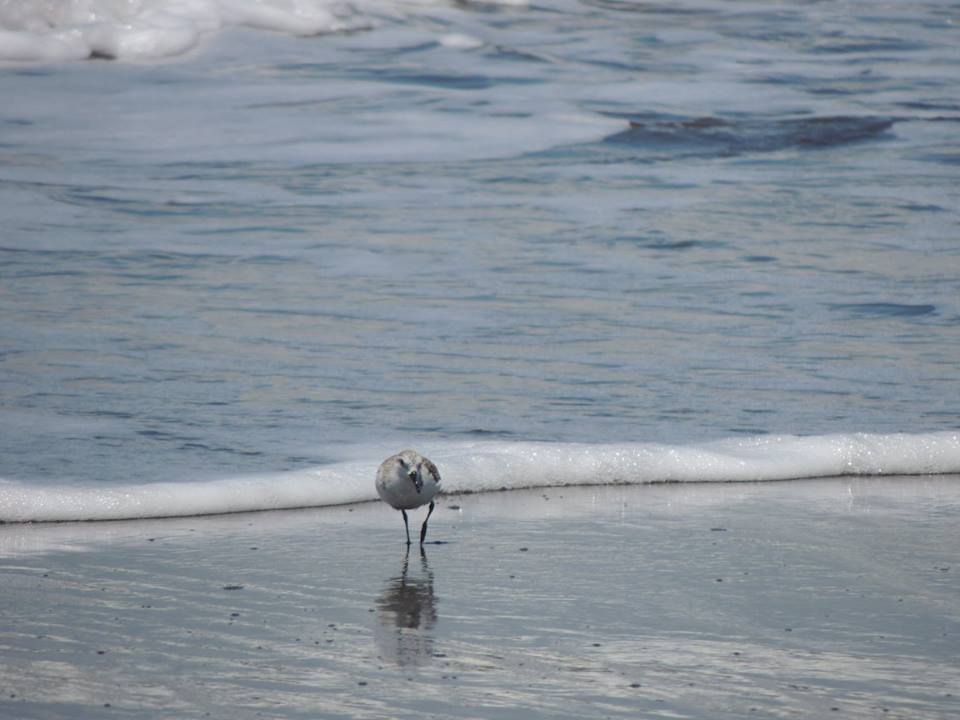 Rudy turnstone
