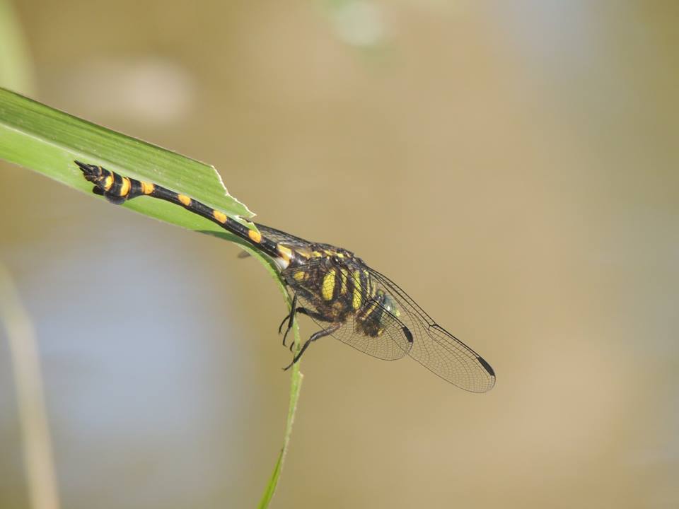 Ictinogomphus decoratus