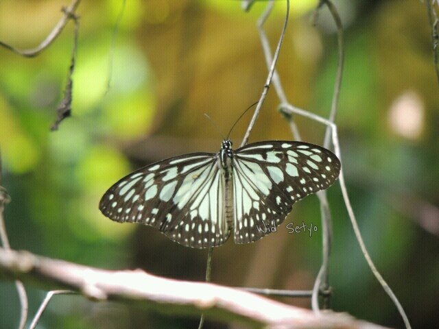 Ideopsis juventa (Cramer, 1777)