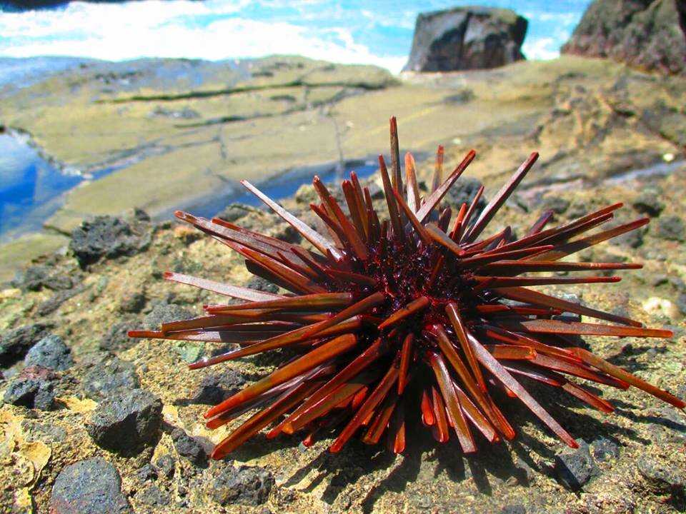 Landak laut/bulu babi