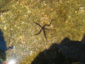 Bintang laut berular