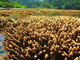 Acropora