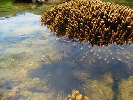 Acropora dan bulu babi