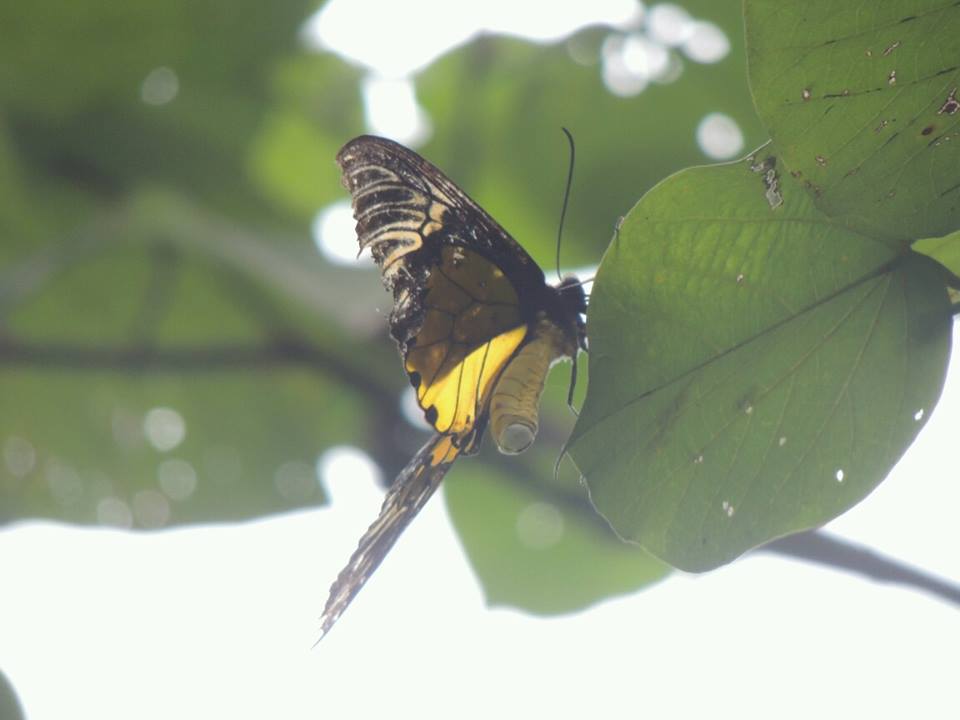 Troides helena (Linne, 1758)