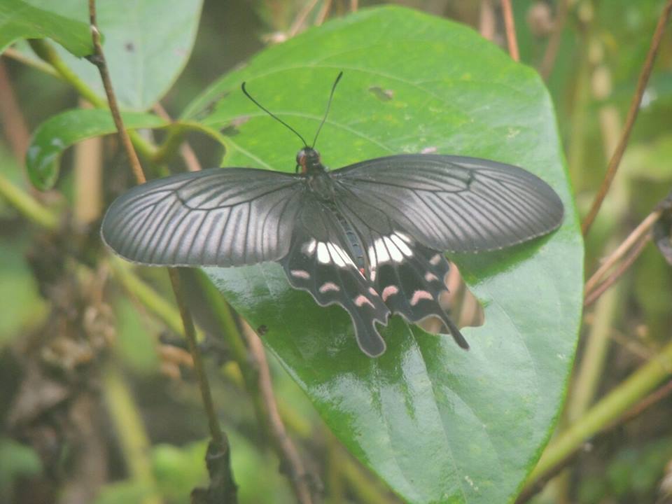 Papilio polytes (Linne, 1758)