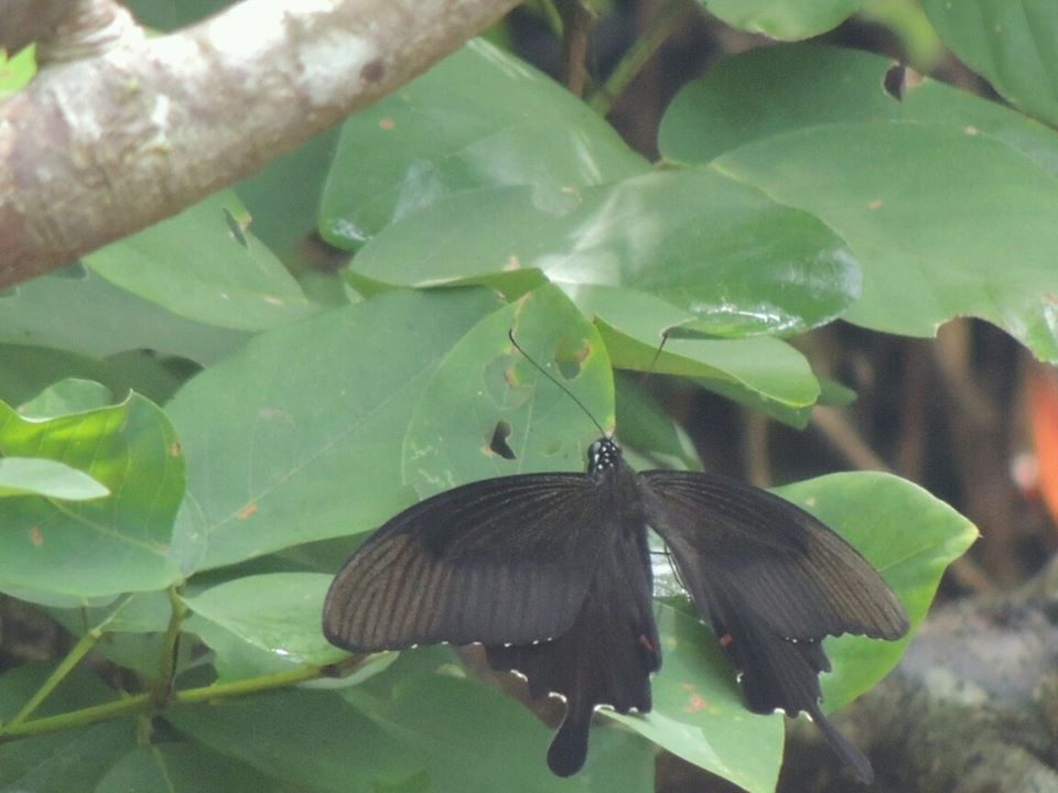 Papilio helenus (Linne, 1758)