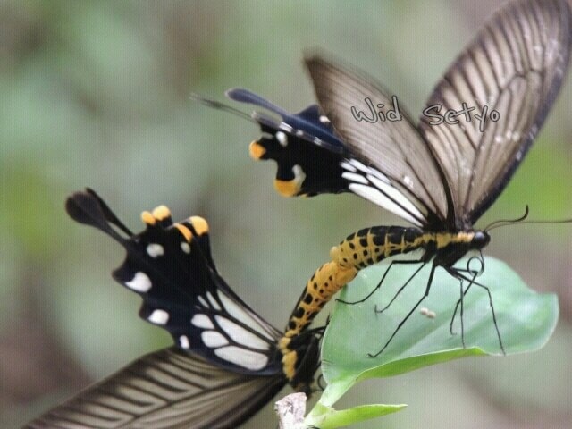 Losaria coon (mating)