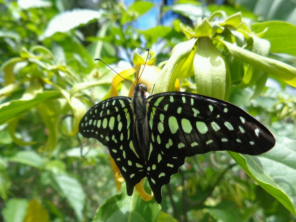 Graphium agamemnon