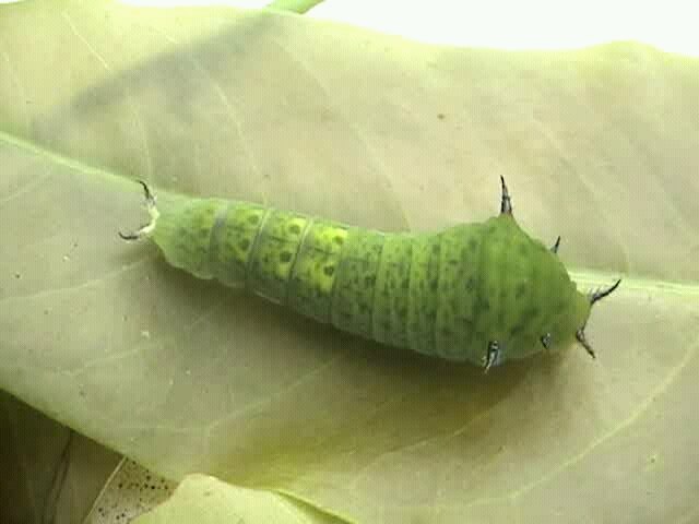 Caterpillar of Graphium agamemnon