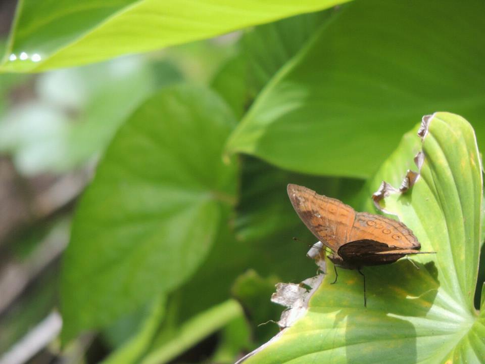 Brown pansy