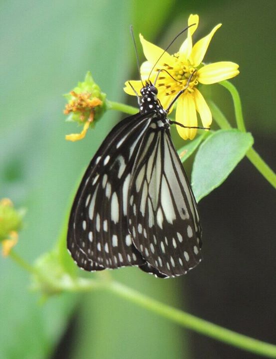 Ideopsis juventa